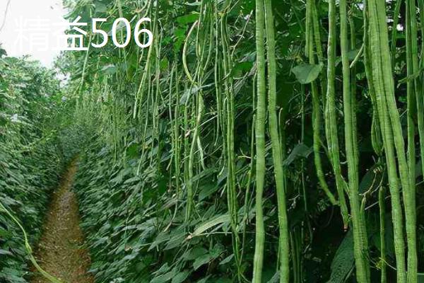 亩产上万斤的豇豆品种，这5种不仅产量高且都为早中熟品种