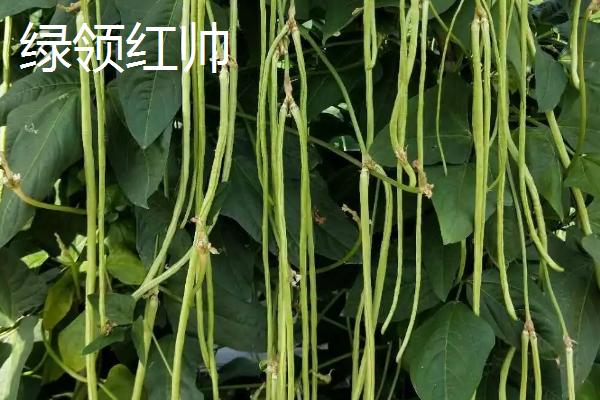 亩产上万斤的豇豆品种，这5种不仅产量高且都为早中熟品种