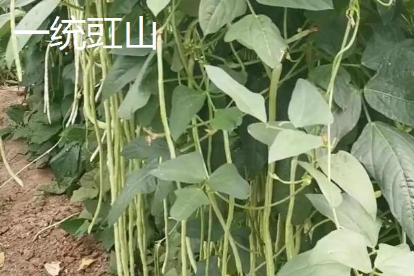 亩产上万斤的豇豆品种，这5种不仅产量高且都为早中熟品种