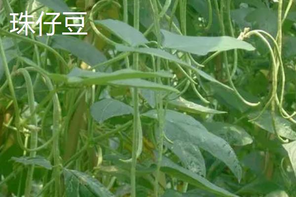 亩产上万斤的豇豆品种，这5种不仅产量高且都为早中熟品种