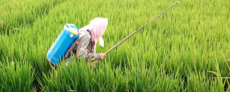 水稻授粉期间能否喷施杀菌剂