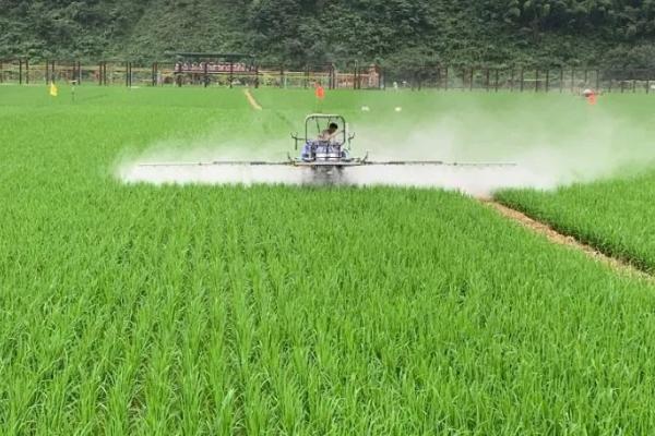 水稻授粉期间能否喷施杀菌剂,可以喷施但要严格控制用量