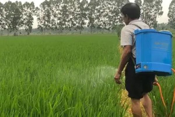 水稻授粉期间能否喷施杀菌剂,可以喷施但要严格控制用量