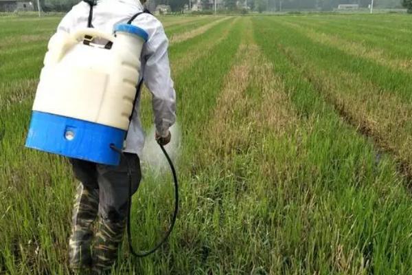 水稻授粉期间能否喷施杀菌剂,可以喷施但要严格控制用量