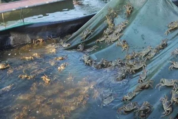 螃蟹的生活习性,大部分为杂食性而小部分是肉食性