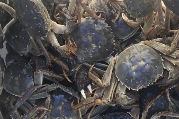 螃蟹的生活习性,大部分为杂食性而小部分是肉食性