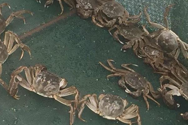 螃蟹的生活习性,大部分为杂食性而小部分是肉食性