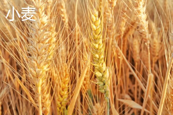 小麦与浮小麦有什么区别,小麦较饱满、浮小麦呈干瘪状