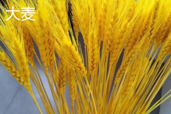 小麦与浮小麦有什么区别,小麦较饱满、浮小麦呈干瘪状