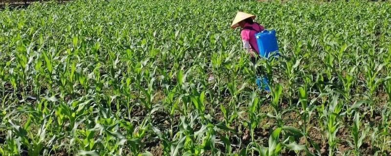 玉米有虫要喷什么农药