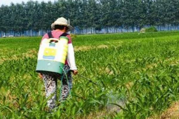 玉米有虫要喷什么农药,要根据虫害的种类合理用药