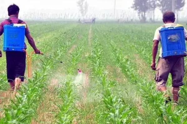 玉米有虫要喷什么农药,要根据虫害的种类合理用药