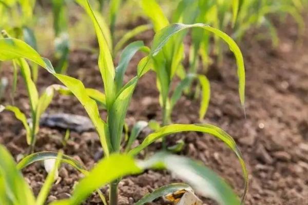 泓丰5505玉米品种简介，平均生育期103.5天