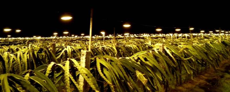 火龙果为什么要灯照着