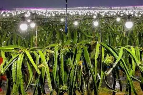 火龙果为什么要灯照着,是为了给植株补光
