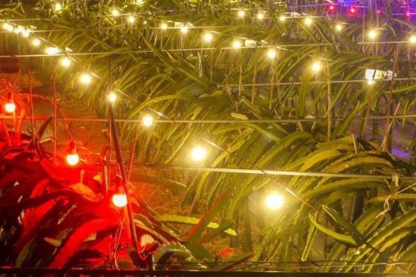 火龙果为什么要灯照着,是为了给植株补光