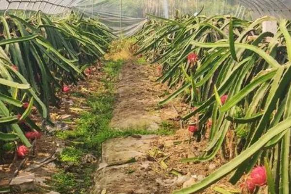 火龙果为什么要灯照着,是为了给植株补光