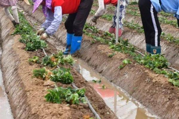 移栽草莓之后怎么缓苗,保持通风和土壤的湿润度即可度过缓苗期