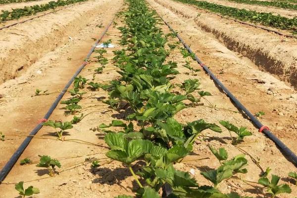 移栽草莓之后怎么缓苗,保持通风和土壤的湿润度即可度过缓苗期