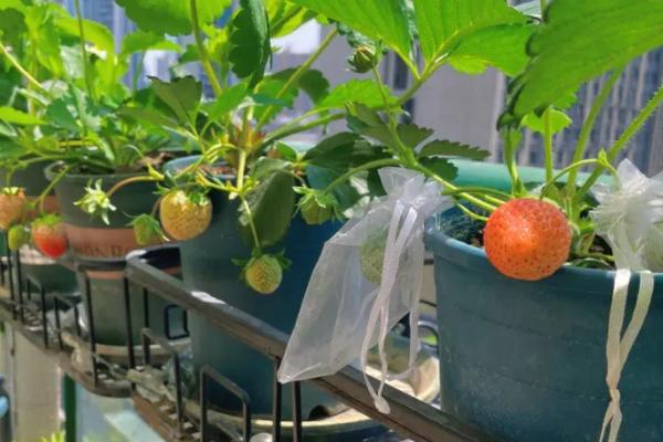 移栽草莓之后怎么缓苗,保持通风和土壤的湿润度即可度过缓苗期