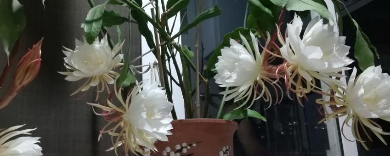 昙花为何不开花