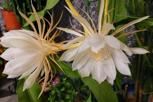 昙花为何不开花,可能是氮肥过多、受到暴晒等原因所导致