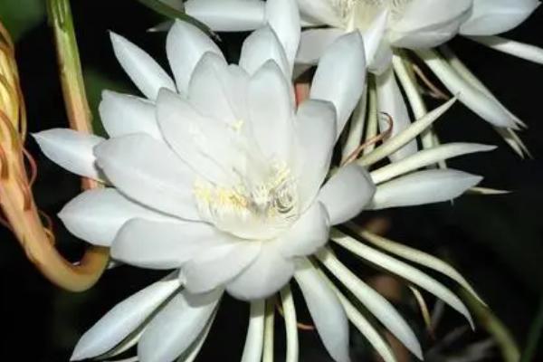 昙花为何不开花,可能是氮肥过多、受到暴晒等原因所导致