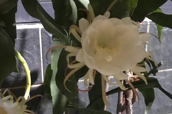 昙花为何不开花,可能是氮肥过多、受到暴晒等原因所导致