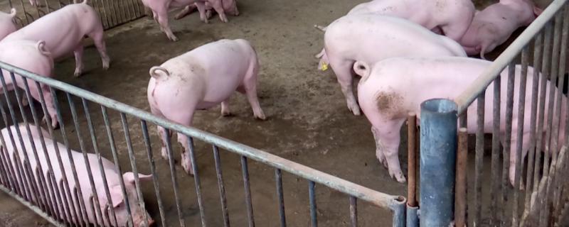 育肥猪拉血便的原因