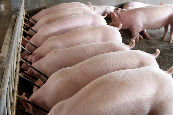 育肥猪拉血便的原因，可能是体内存在寄生虫等因素所导致