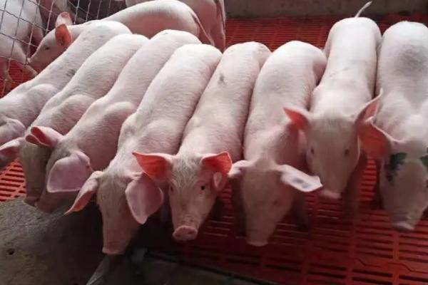 育肥猪拉血便的原因，可能是体内存在寄生虫等因素所导致