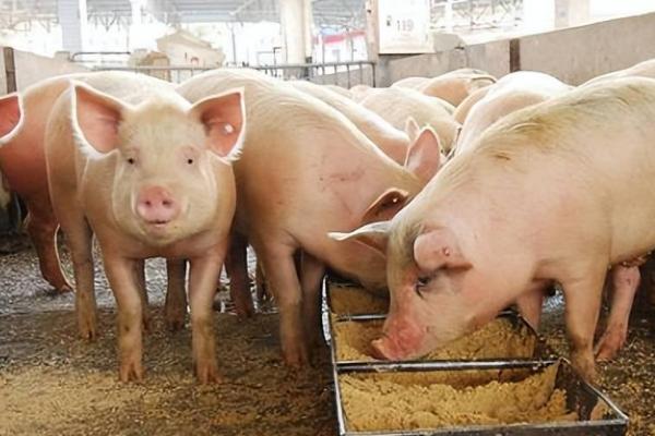 育肥猪拉血便的原因，可能是体内存在寄生虫等因素所导致