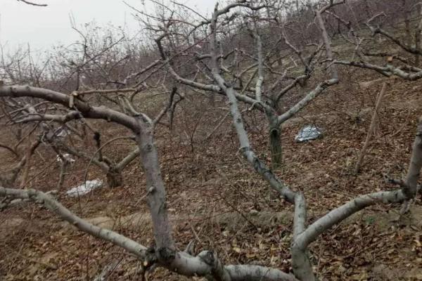 桃树冬剪整枝整形的注意事项，修剪前要充分了解品种特性