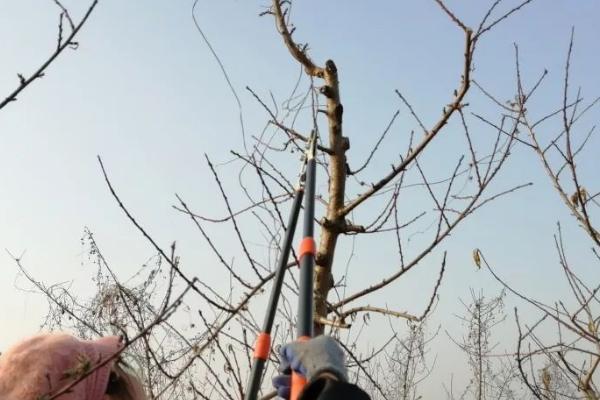 桃树冬剪整枝整形的注意事项，修剪前要充分了解品种特性