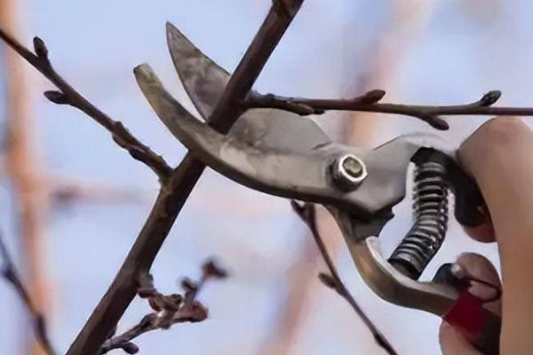 桃树冬剪整枝整形的注意事项，修剪前要充分了解品种特性