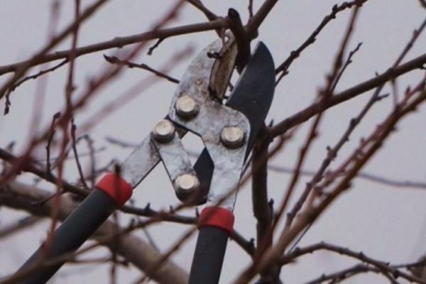 桃树冬剪整枝整形的注意事项，修剪前要充分了解品种特性