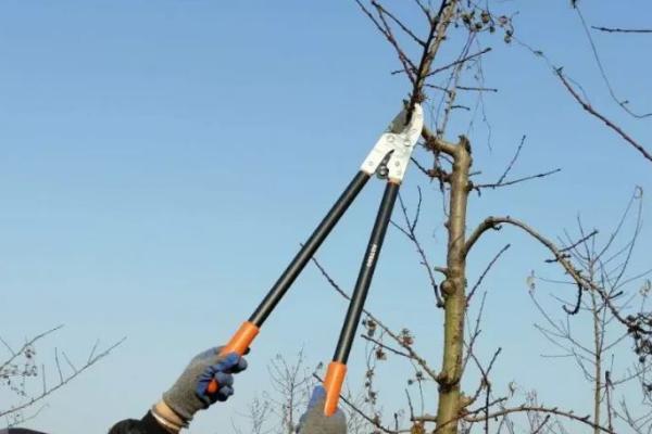 桃树冬剪整枝整形的注意事项，修剪前要充分了解品种特性