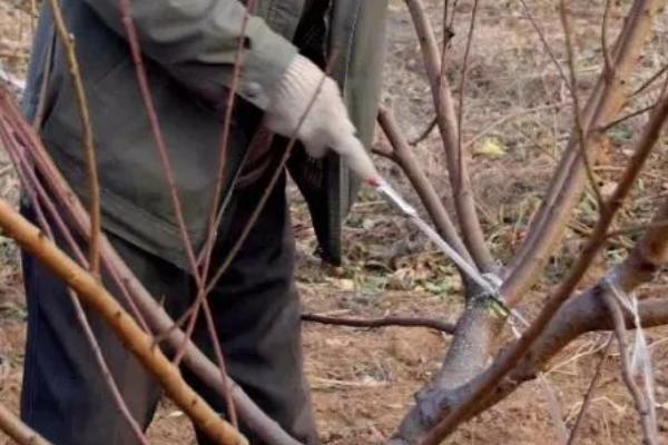 桃树冬剪整枝整形的注意事项，修剪前要充分了解品种特性