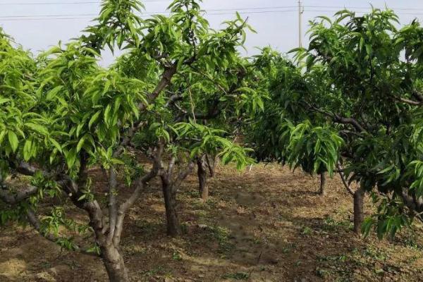 桃树冬剪整枝整形的注意事项，修剪前要充分了解品种特性