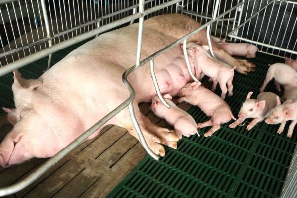 初产母猪生下死胎能否留用，可以留用但要避免近亲繁殖