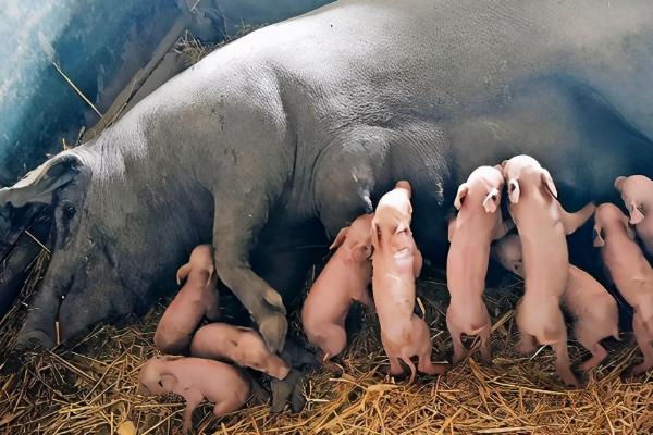 初产母猪生下死胎能否留用，可以留用但要避免近亲繁殖