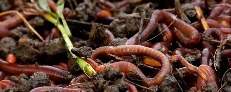 养殖蚯蚓有什么用途