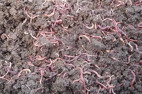 养殖蚯蚓有什么用途，可入药还可用作禽畜饲料等