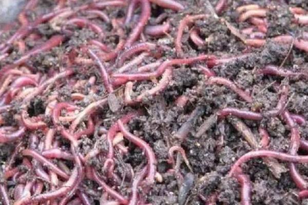 养殖蚯蚓有什么用途，可入药还可用作禽畜饲料等