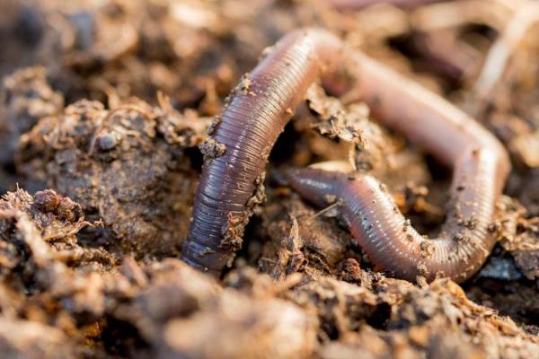 养殖蚯蚓有什么用途，可入药还可用作禽畜饲料等