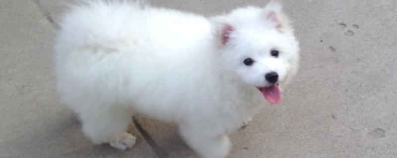 萨摩耶幼犬怎么喂养