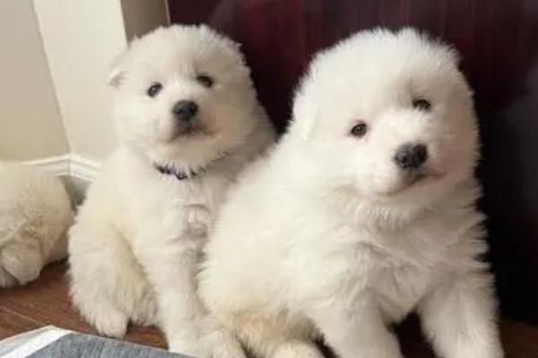 萨摩耶幼犬怎么喂养，断奶期应每天喂四次易消化的狗粮