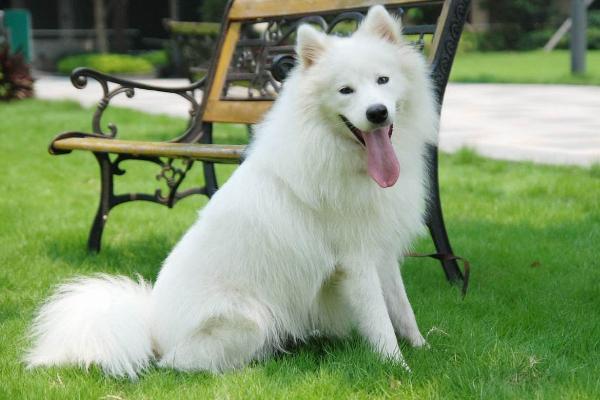 萨摩耶幼犬怎么喂养，断奶期应每天喂四次易消化的狗粮