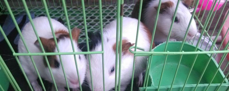 荷兰猪惊吓过度怎么办