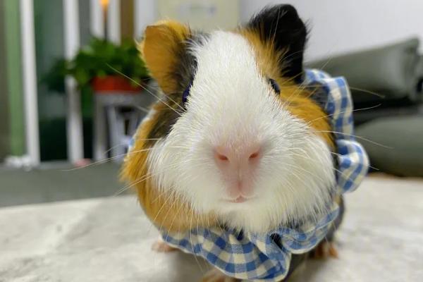 荷兰猪惊吓过度怎么办，放到温暖安静的环境中慢慢恢复